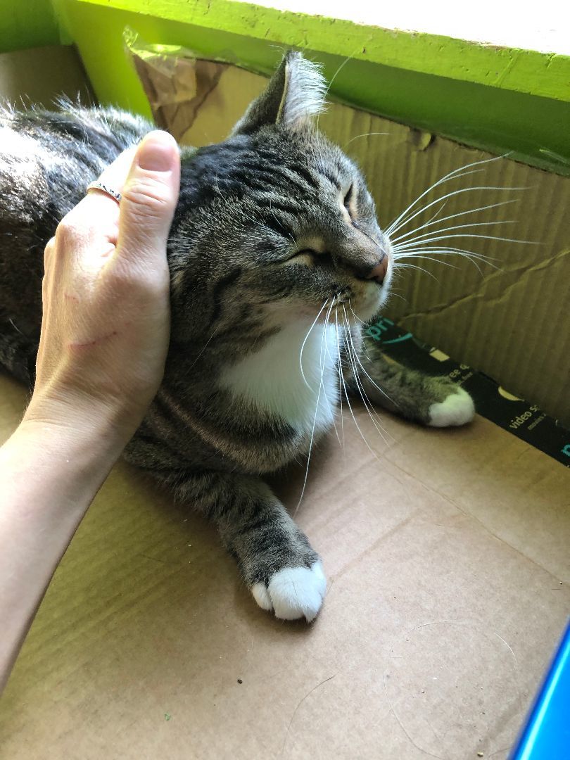 Enlarge Athena, a Adoptable Domestic Short Hair in New York, NY image 3/4