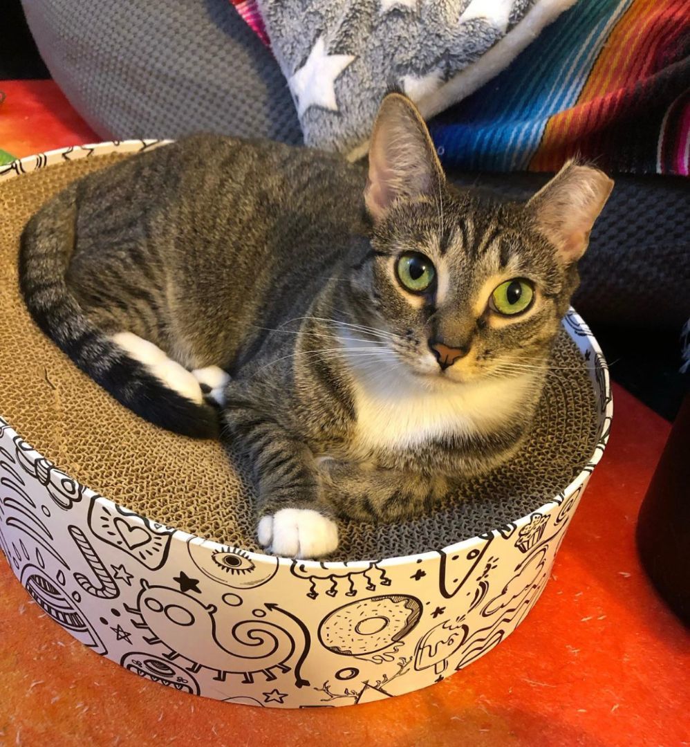 Enlarge Athena, a Adoptable Domestic Short Hair in New York, NY image 4/4