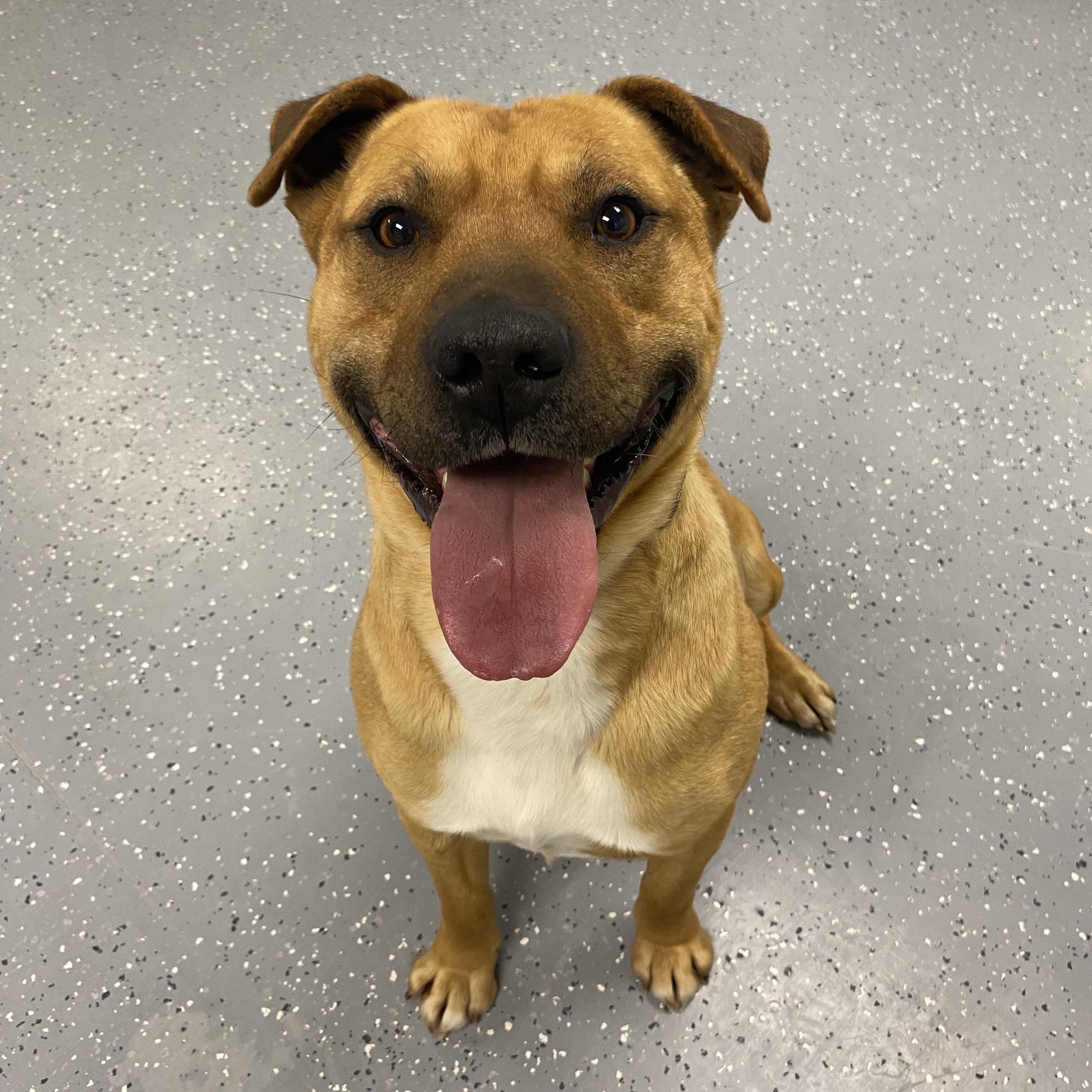 Enlarge Tito, a ADOPTABLE mixed breed in Melfort, SK image 1/2