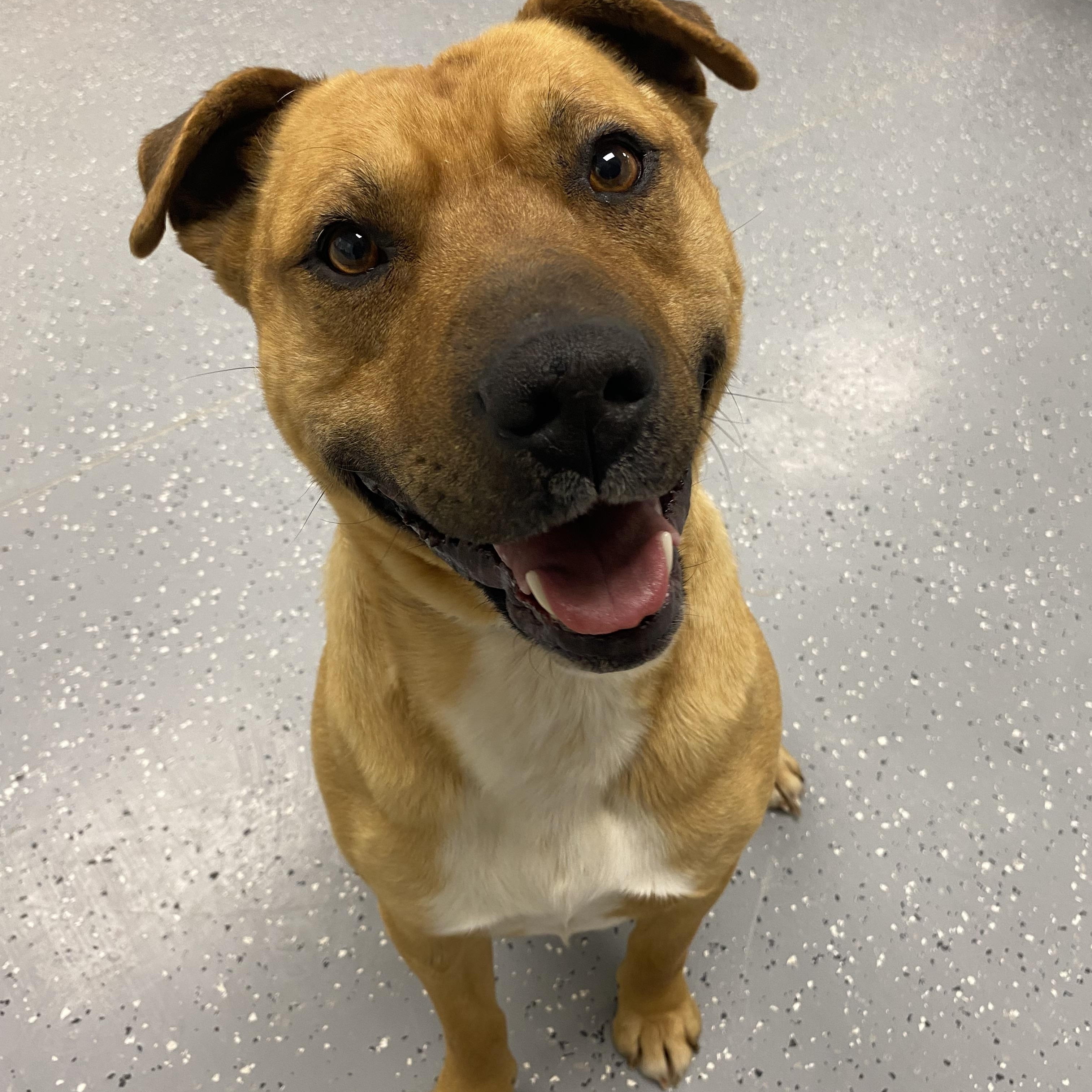 Enlarge Tito, a ADOPTABLE mixed breed in Melfort, SK image 2/2