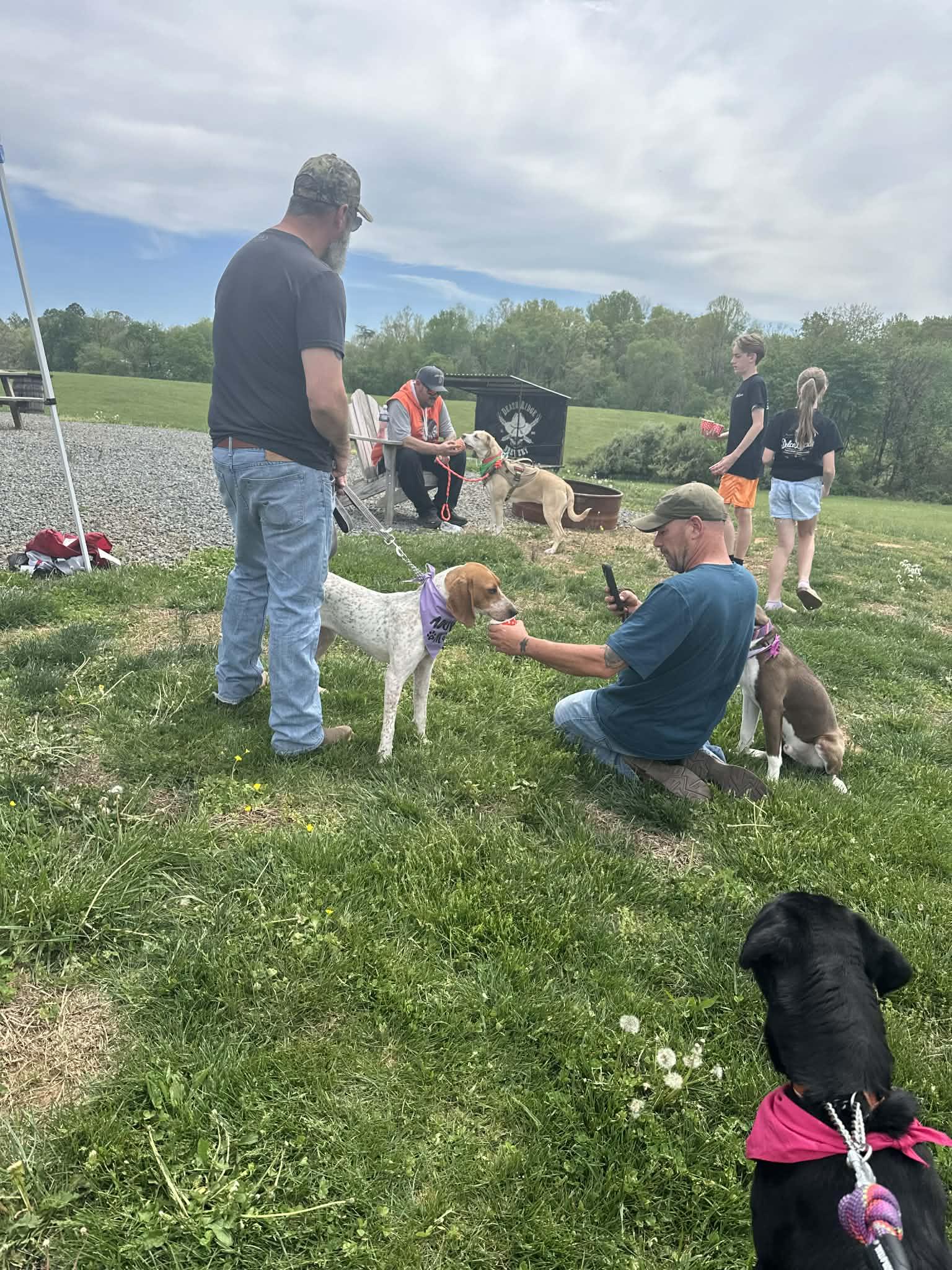 Enlarge Lil Spork, a ADOPTABLE English Coonhound in Culpeper, VA image 6/6