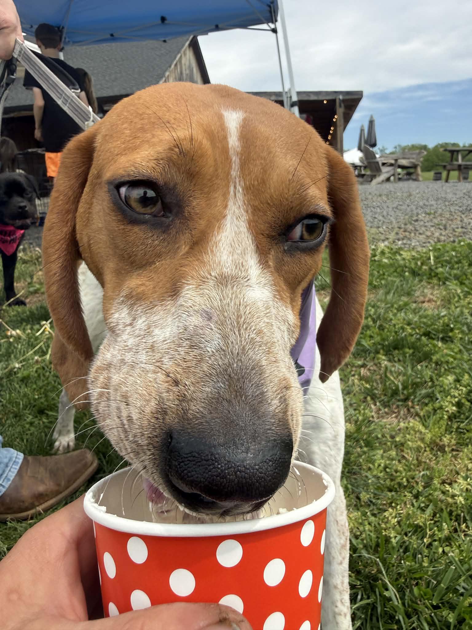 Enlarge Lil Spork, a ADOPTABLE English Coonhound in Culpeper, VA image 4/6
