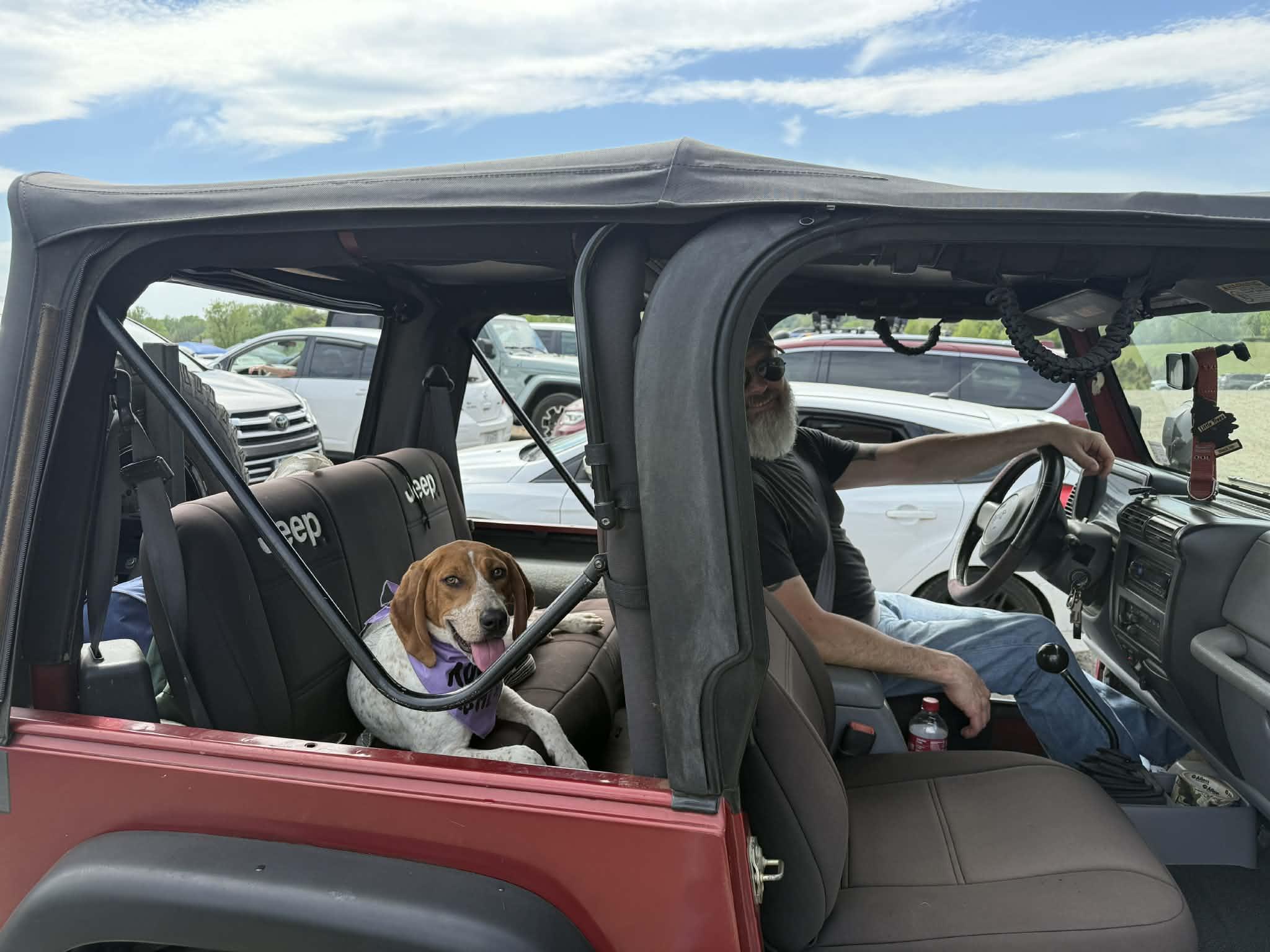 Enlarge Lil Spork, a ADOPTABLE English Coonhound in Culpeper, VA image 5/6