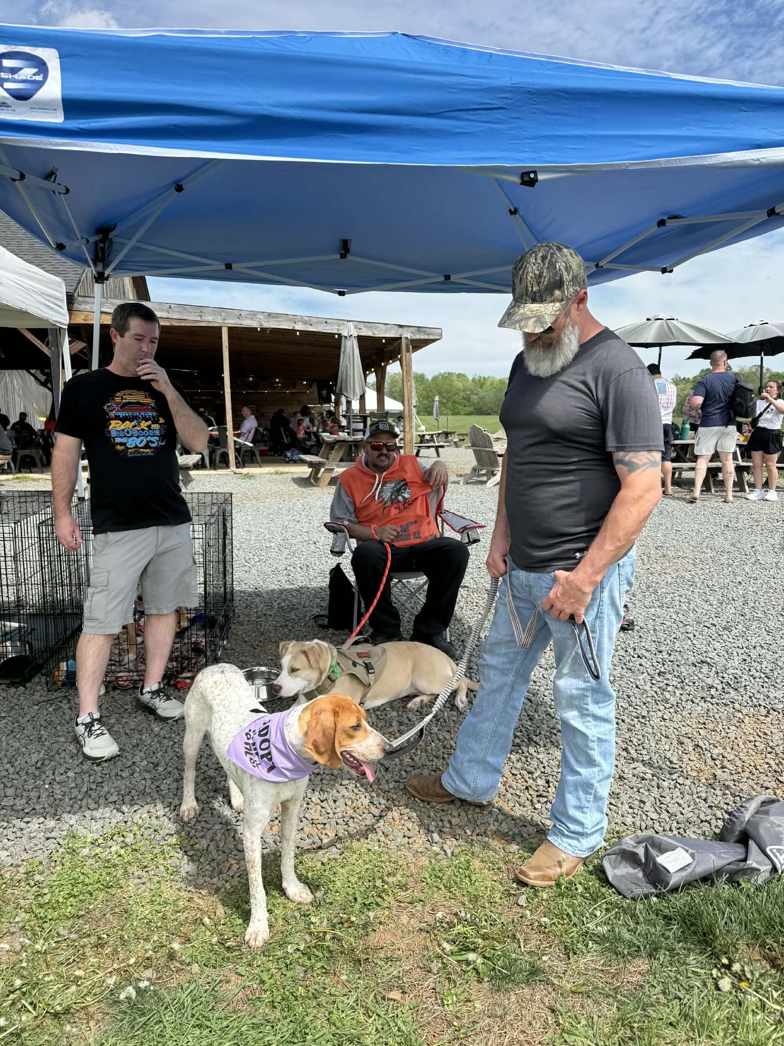 Enlarge Lil Spork, a ADOPTABLE English Coonhound in Culpeper, VA image 3/6