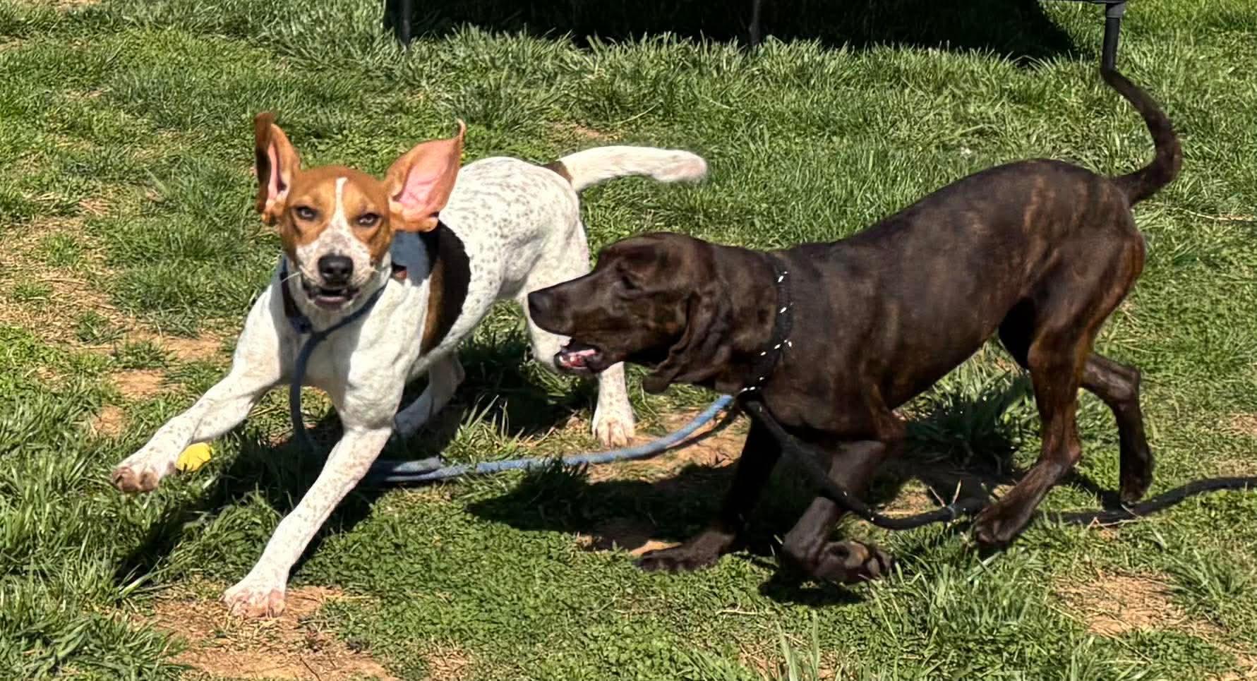 Enlarge Lil Spork, a ADOPTABLE English Coonhound in Culpeper, VA image 2/6