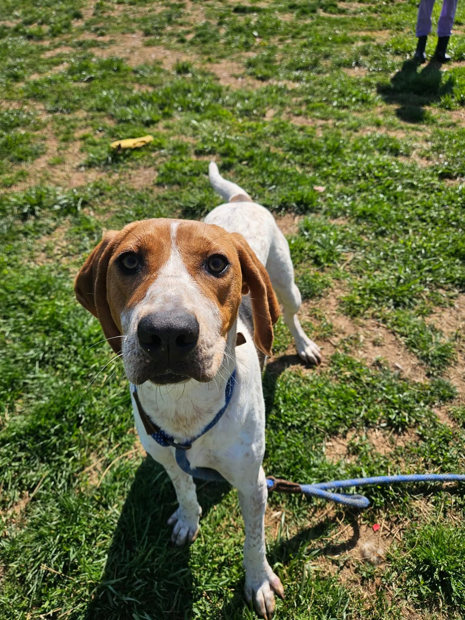 Enlarge Lil Spork, a ADOPTABLE English Coonhound in Culpeper, VA image 1/6
