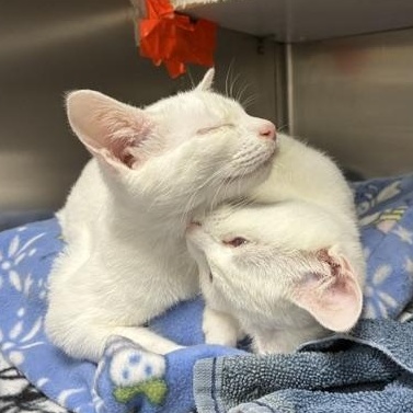 Olaf & Bianca, a ADOPTABLE mixed breed in Stanhope, NJ image 4/6