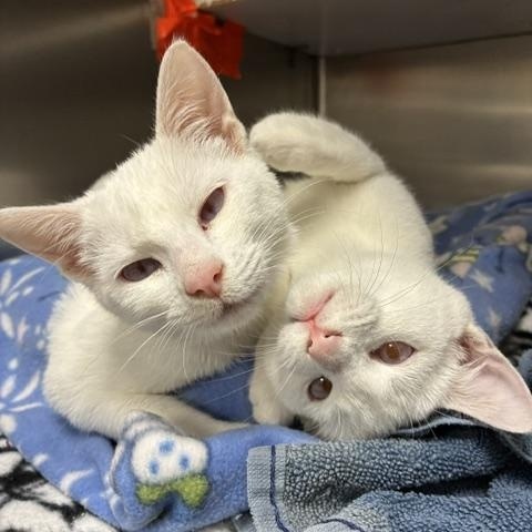Olaf & Bianca, a ADOPTABLE mixed breed in Stanhope, NJ image 3/6