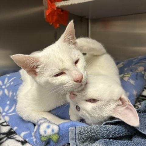 Olaf & Bianca, a ADOPTABLE mixed breed in Stanhope, NJ image 2/6