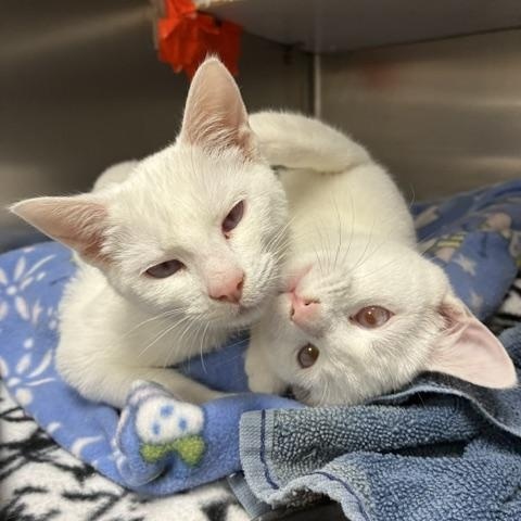 Olaf & Bianca, a ADOPTABLE mixed breed in Stanhope, NJ image 1/6