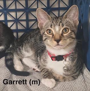 Garrett, a Adoptable mixed breed in Saugerties, NY image 1/2