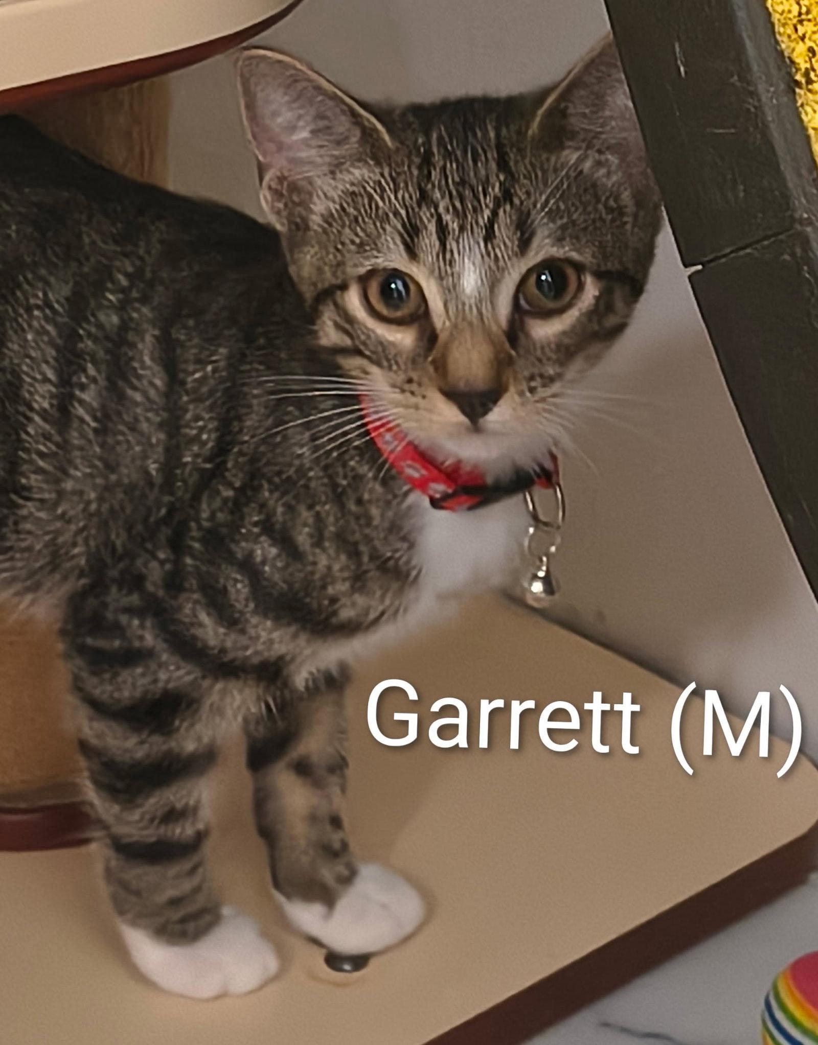 Garrett, a Adoptable mixed breed in Saugerties, NY image 2/2