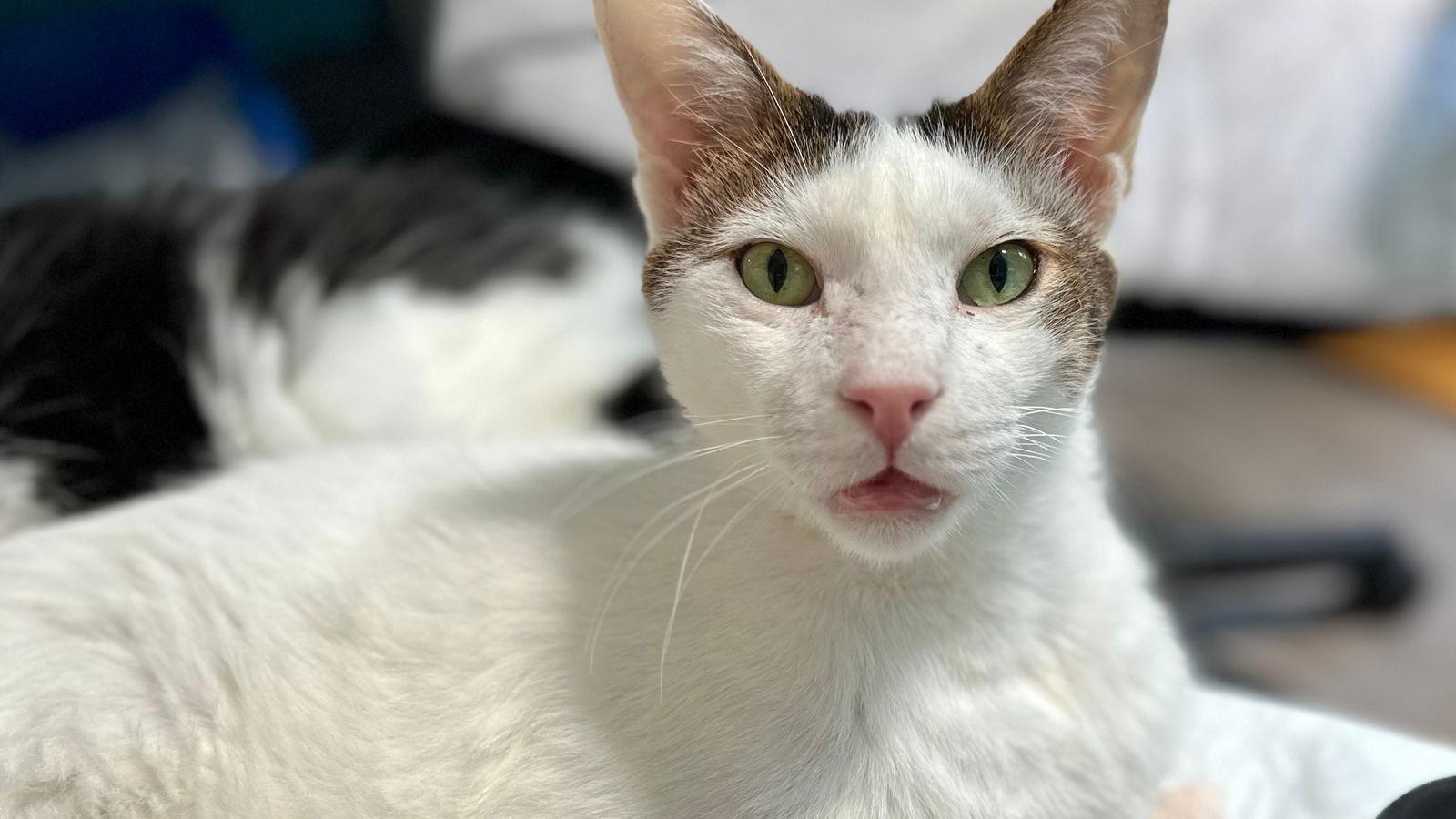 Frodo, a Adopted Domestic Short Hair in Santa Rosa, CA image 1/6