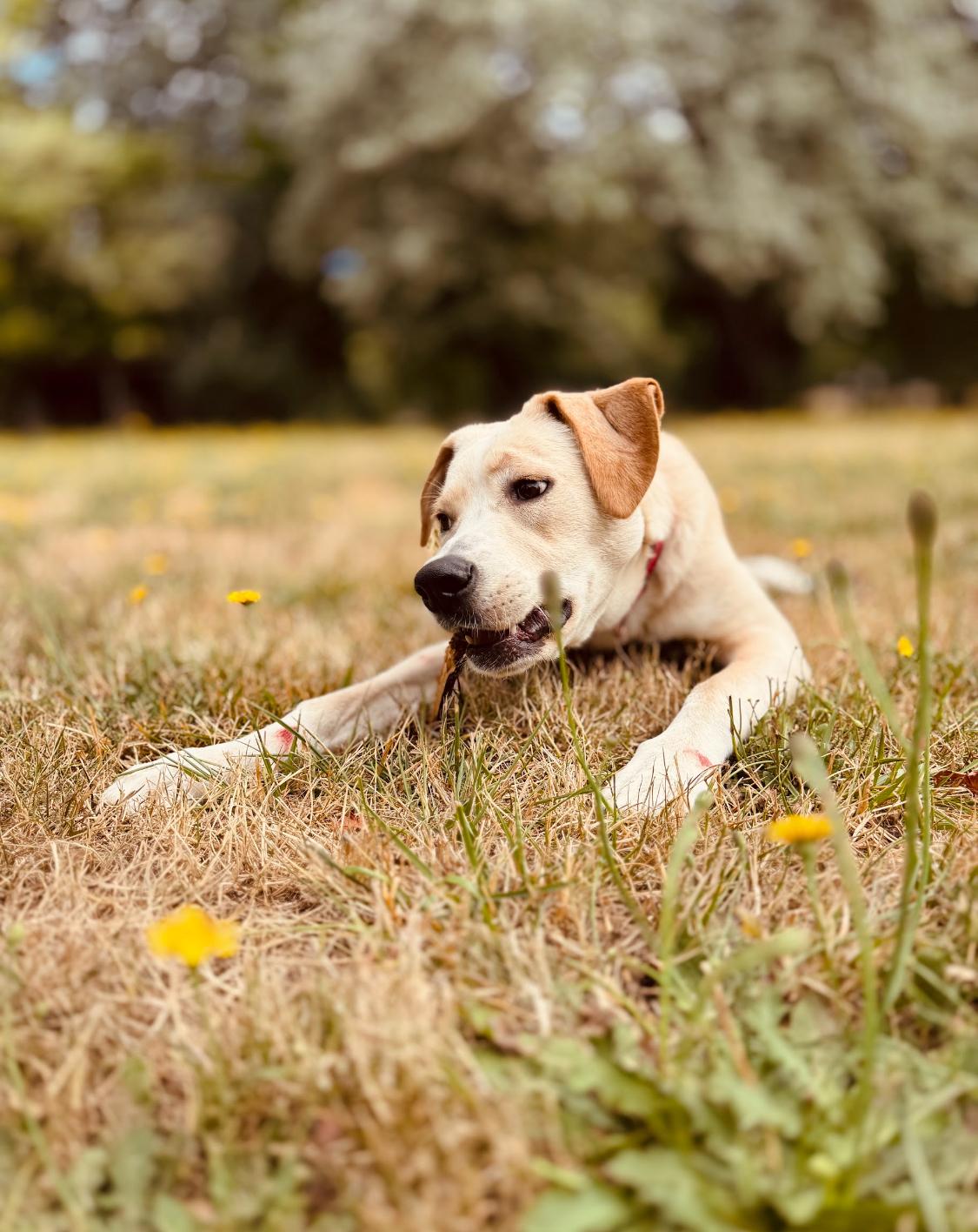 Bruno, an adoptable Boxer, German Shepherd Dog in Eugene, OR, 97402 | Photo Image 1