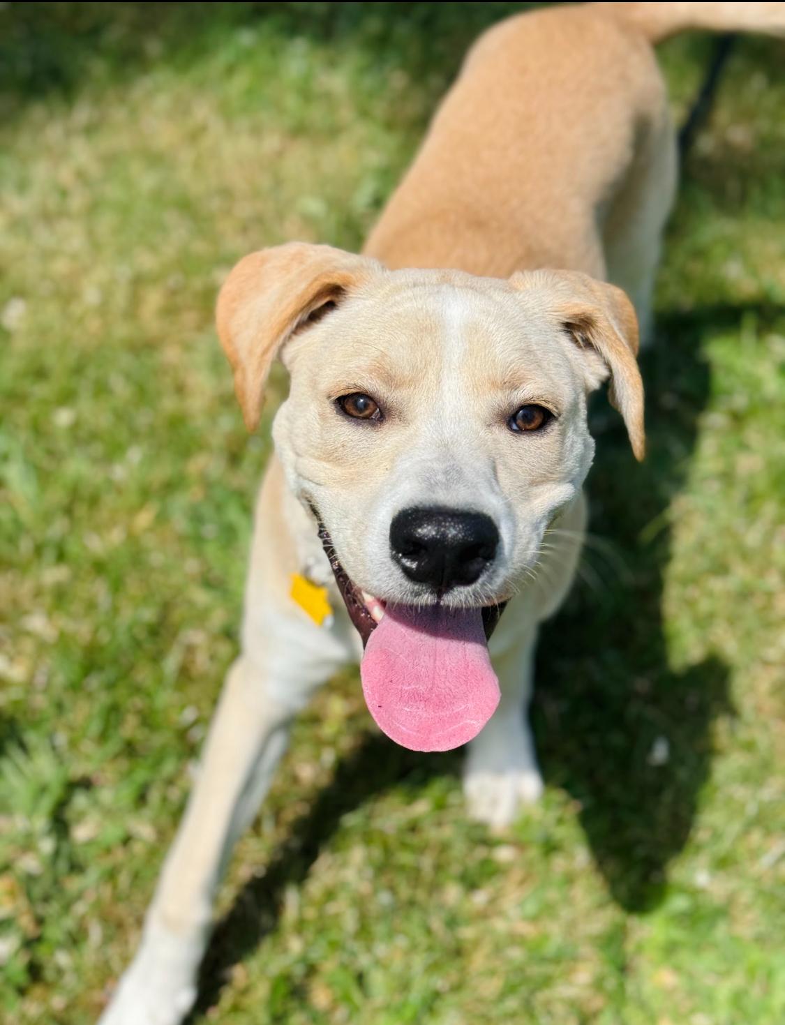 Bruno, an adoptable Boxer, German Shepherd Dog in Eugene, OR, 97402 | Photo Image 1