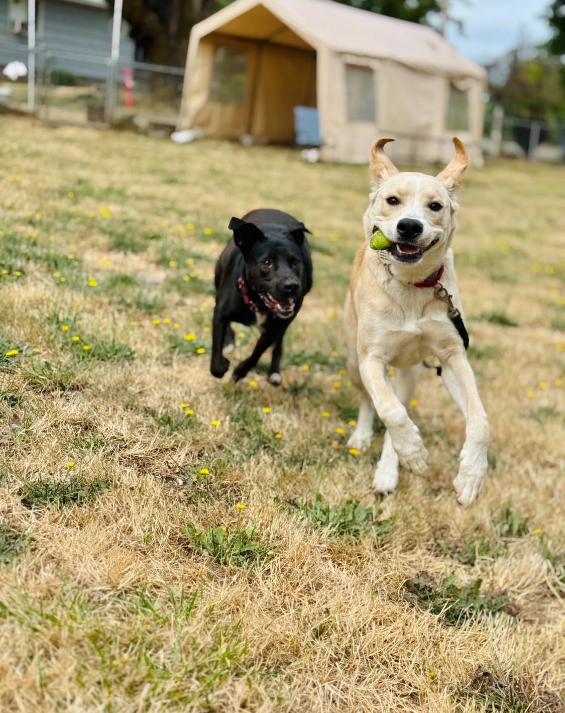 Bruno, an adoptable Boxer, German Shepherd Dog in Eugene, OR, 97402 | Photo Image 5