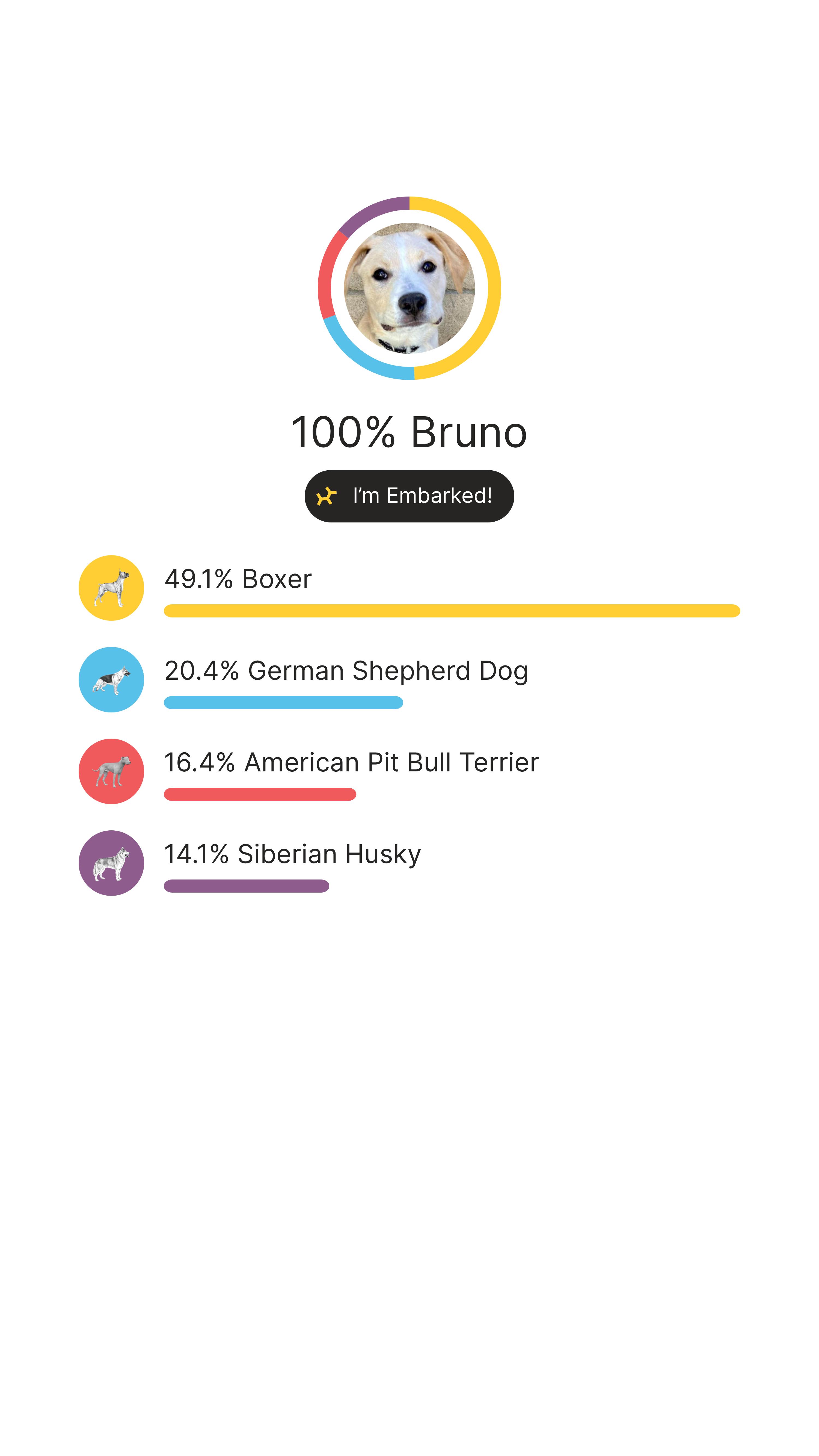 Bruno, an adoptable Boxer, German Shepherd Dog in Eugene, OR, 97402 | Photo Image 6