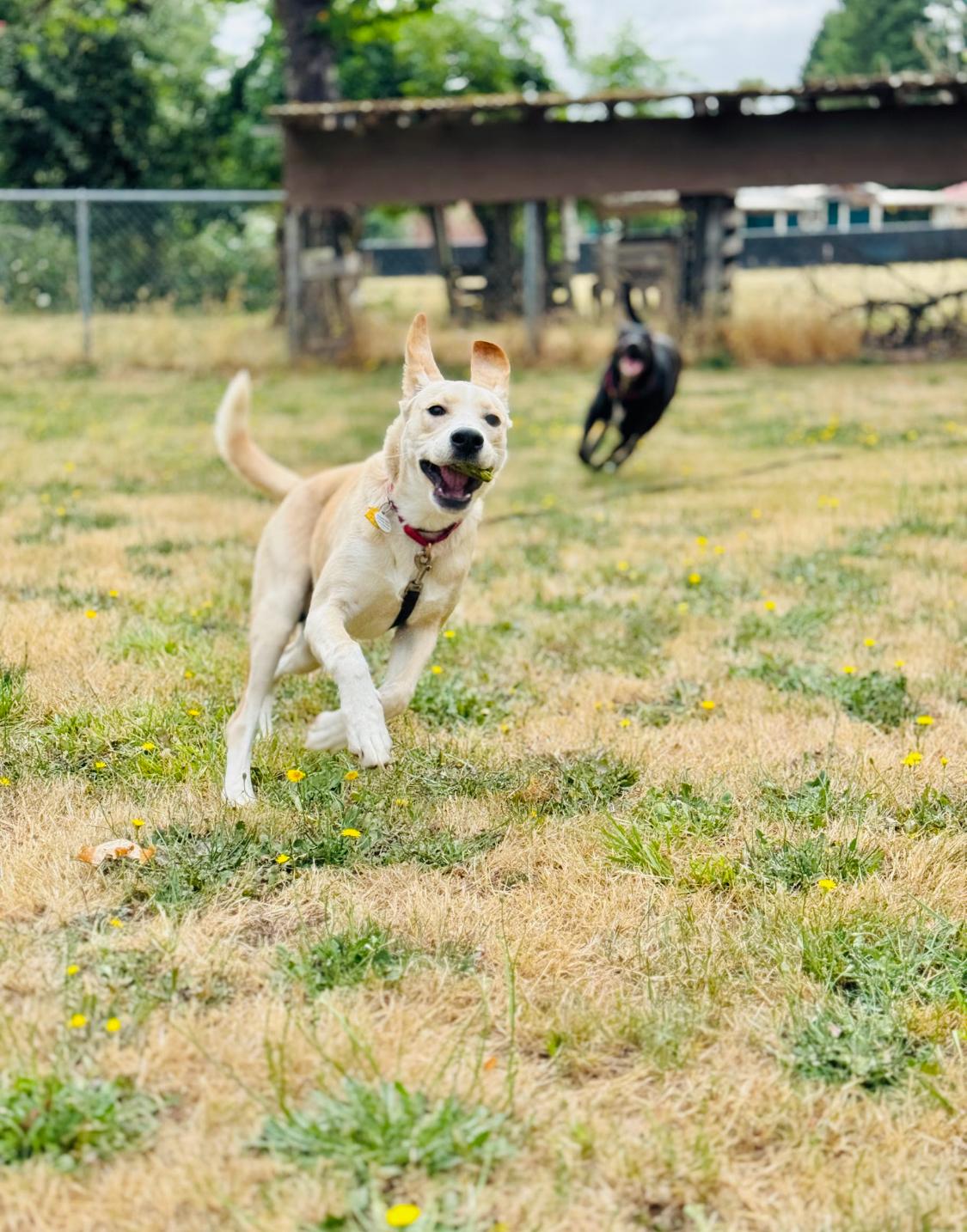 Bruno, an adoptable Boxer, German Shepherd Dog in Eugene, OR, 97402 | Photo Image 4