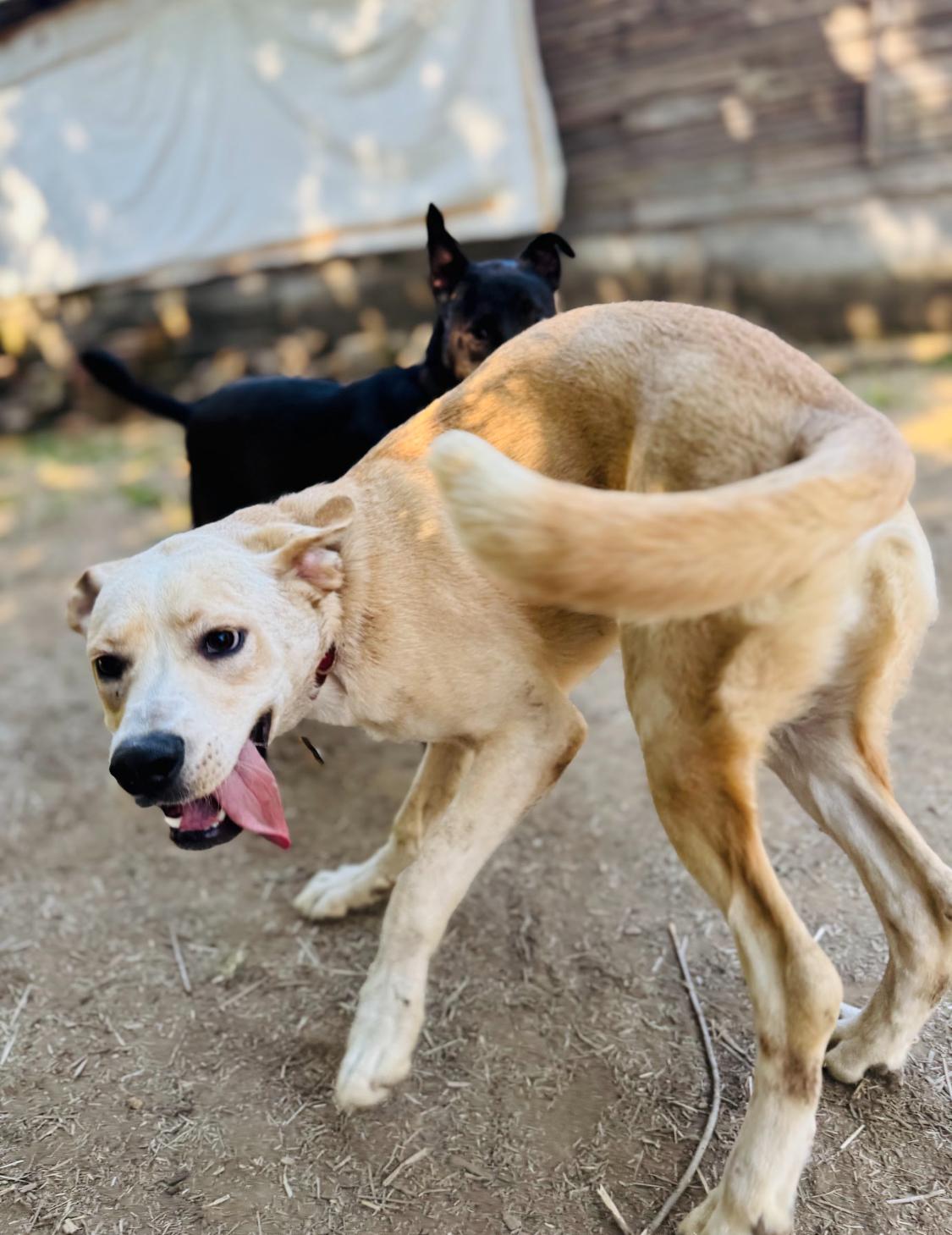 Bruno, an adoptable Boxer, German Shepherd Dog in Eugene, OR, 97402 | Photo Image 2