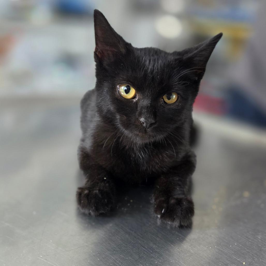 Prue, Adoptable, Kitten Female Domestic Short Hair.