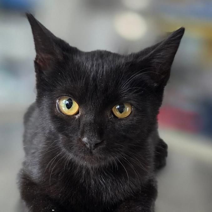 Enlarge Prue, a Adoptable Domestic Short Hair in Chapel Hill, NC image 2/3
