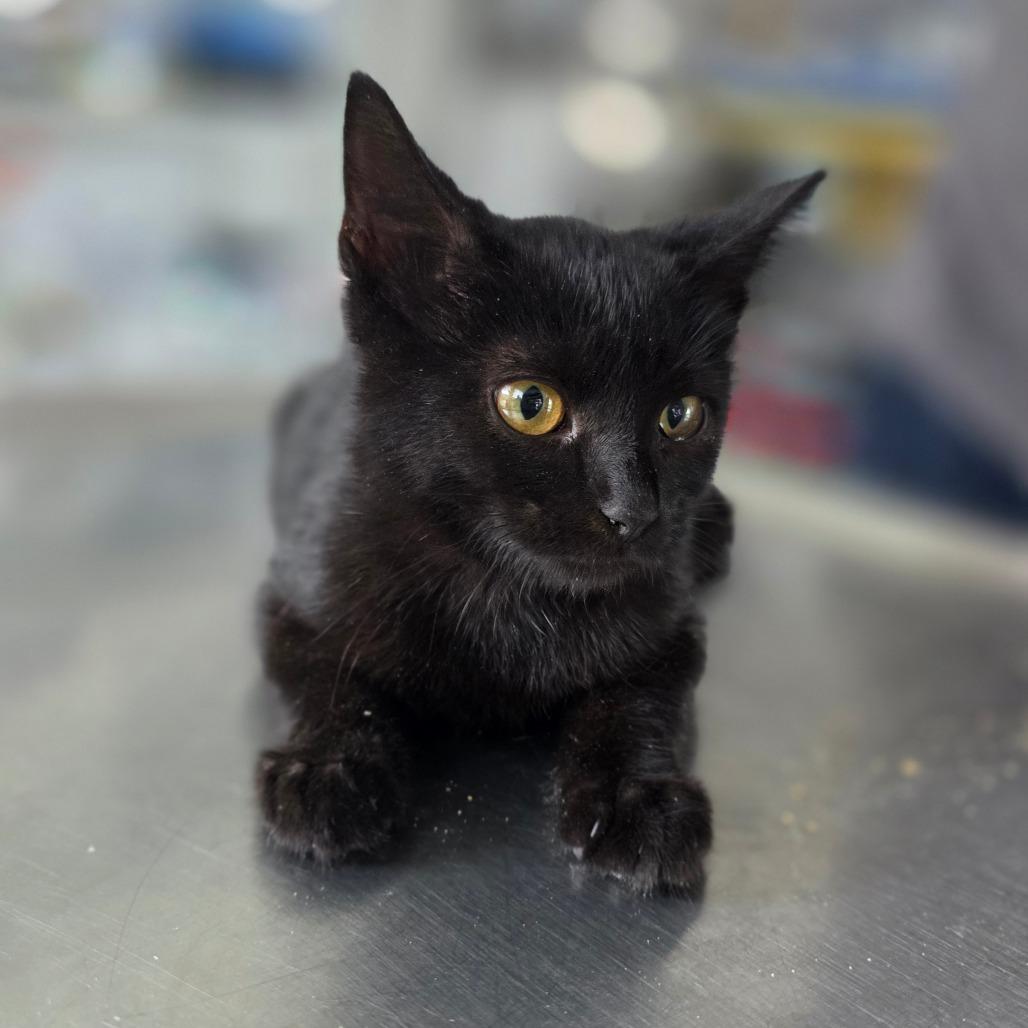 Enlarge Prue, a Adoptable Domestic Short Hair in Chapel Hill, NC image 3/3