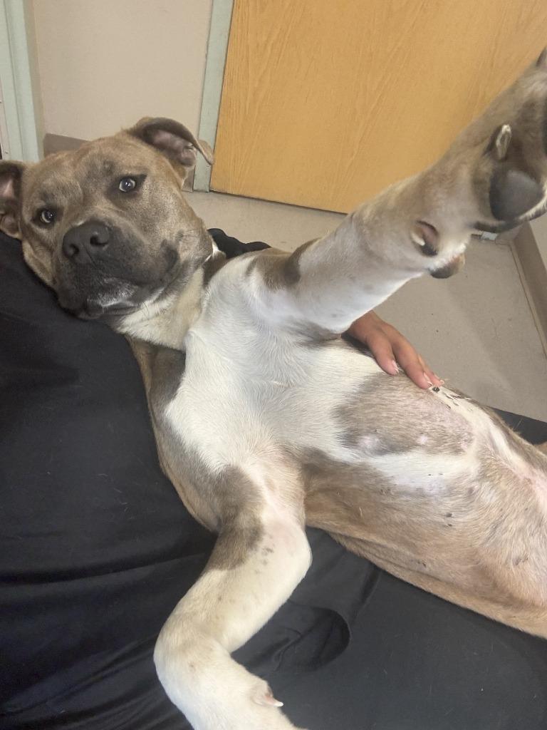 Blue, Adoptable, Young Male Pit Bull Terrier.