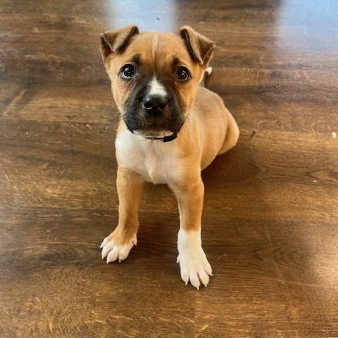 Omar, adopted, Puppy Male American Staffordshire Terrier & Boxer.