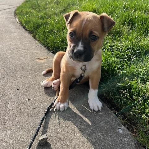 Enlarge Omar, an adopted mixed breed in Hillsboro, OR image 4/4