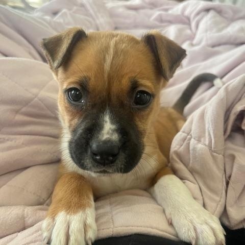 Enlarge Omar, an adopted mixed breed in Hillsboro, OR image 2/4