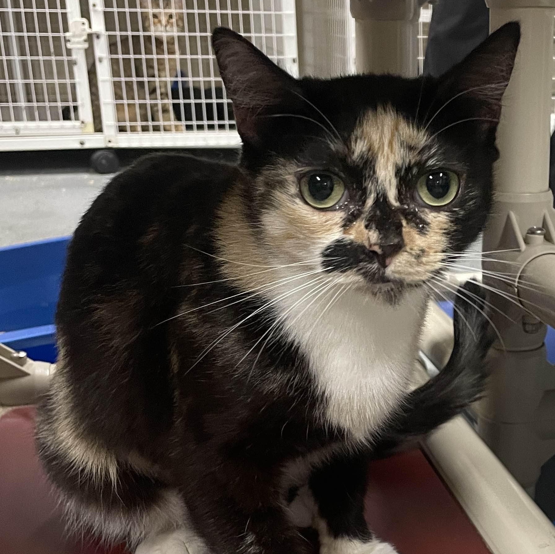 Enlarge Maya (bonded with Lily), a Adoptable Domestic Short Hair in San Luis Obispo, CA image 1/3