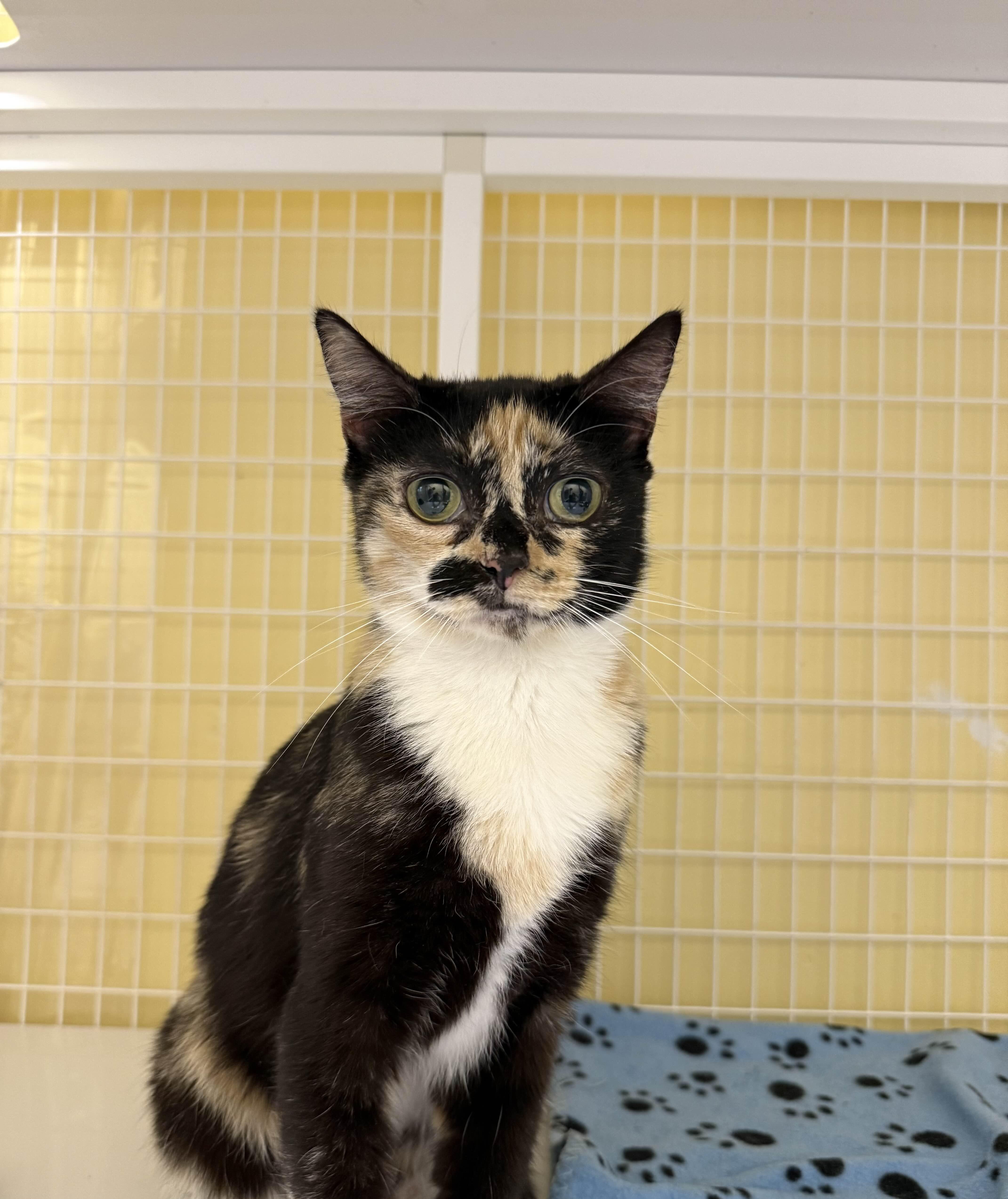 Maya, Adoptable, Adult Female Domestic Short Hair.