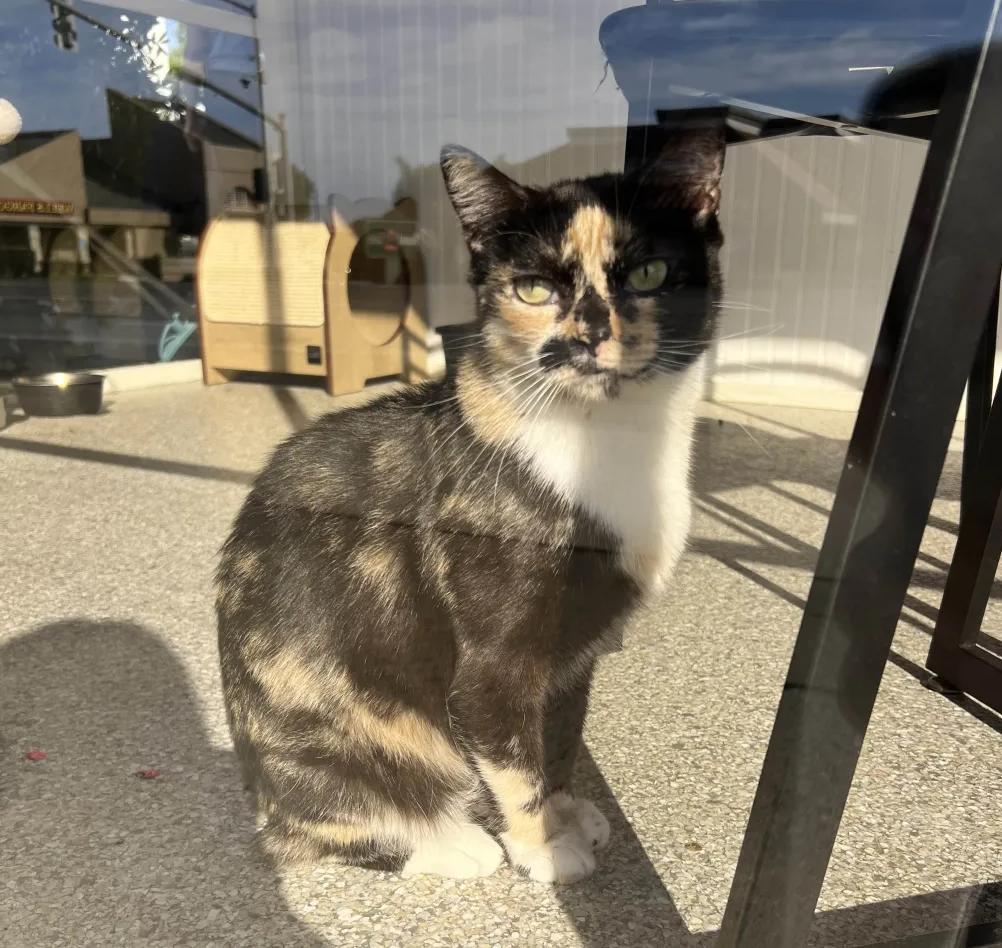 Maya (bonded with Lily), Adoptable, Adult Female Domestic Short Hair.