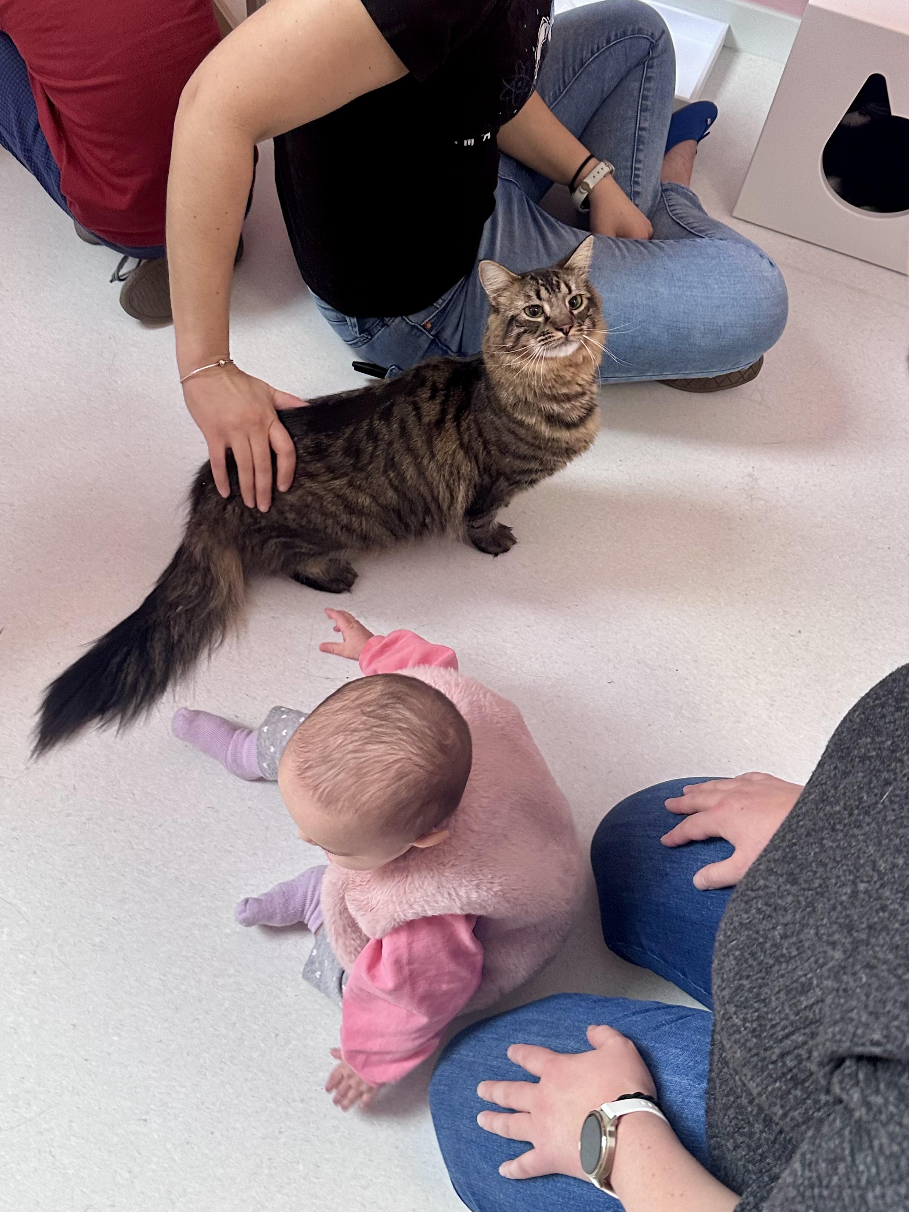 Enlarge McMuffin, a ADOPTABLE Domestic Long Hair in Bethel, CT image 3/6