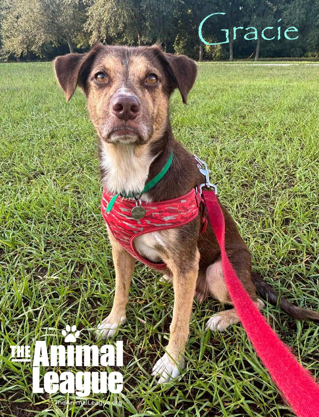 Gracie, an adopted mixed breed in Groveland, FL image 3/3