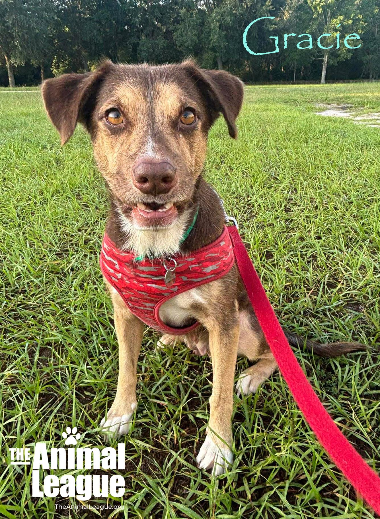 Gracie, adopted, Adult Female Australian Shepherd & Labrador Retriever.