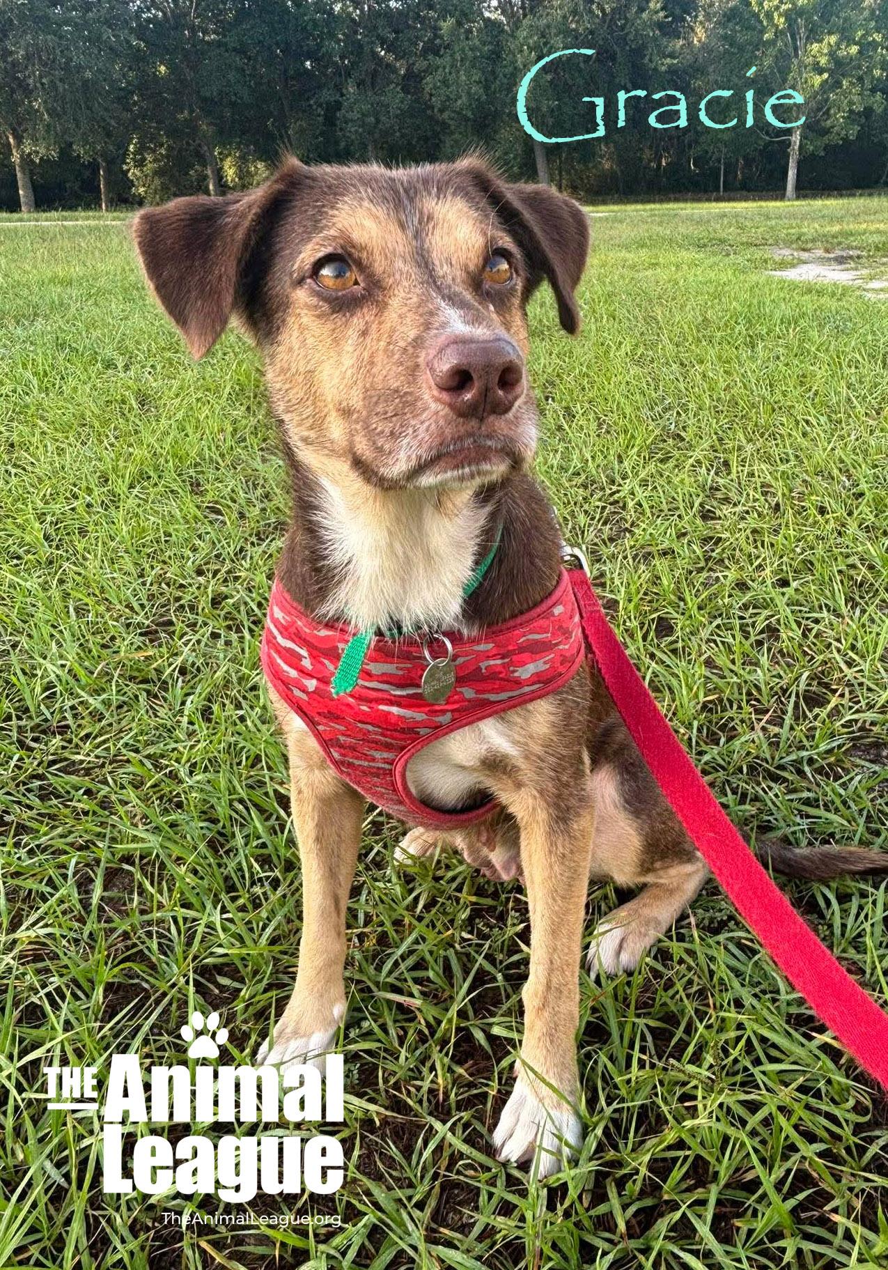 Gracie, an adopted mixed breed in Groveland, FL image 2/3