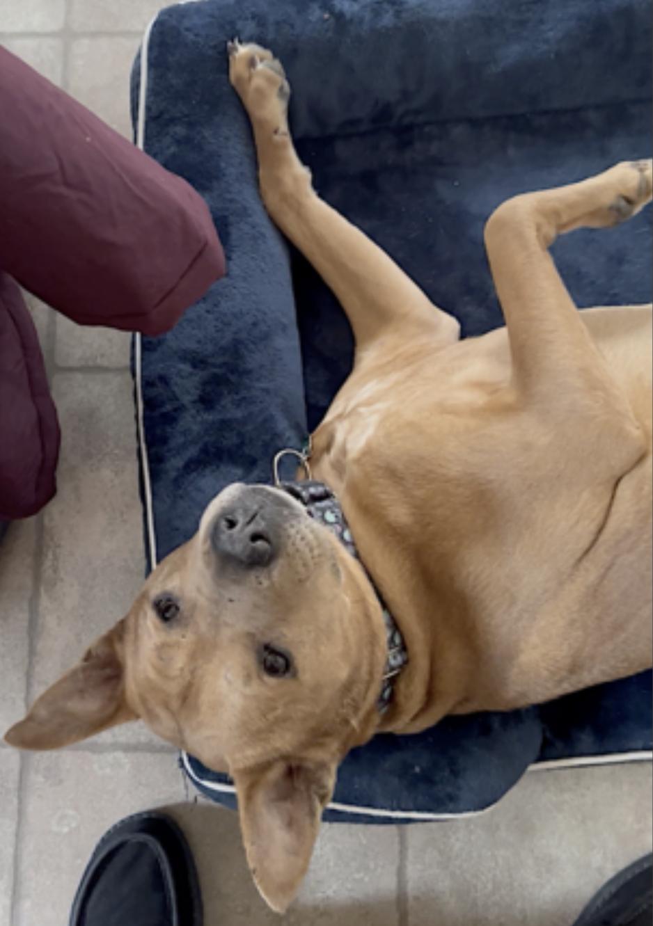 Brandy — thumbnail 5