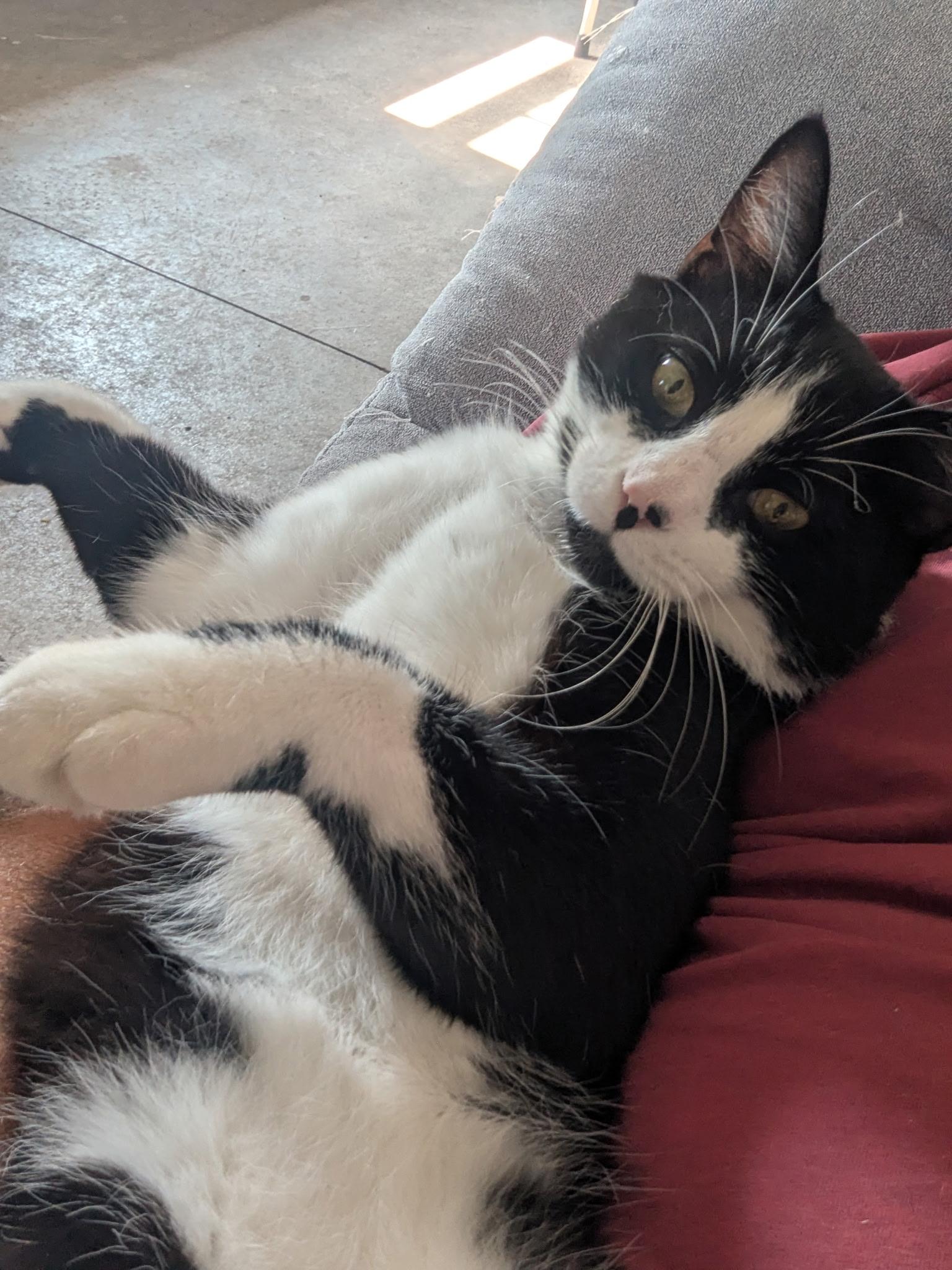 Sylvester photo