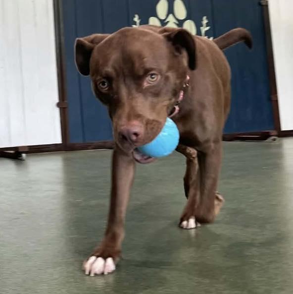 Enlarge Hennessy, a Adoptable mixed breed in Grand Island, NE image 3/5