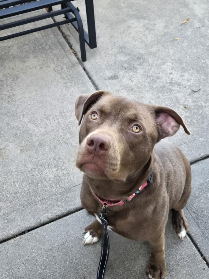 Hennessy, a Adoptable Chocolate Labrador Retriever in Grand Island, NE image 1/3