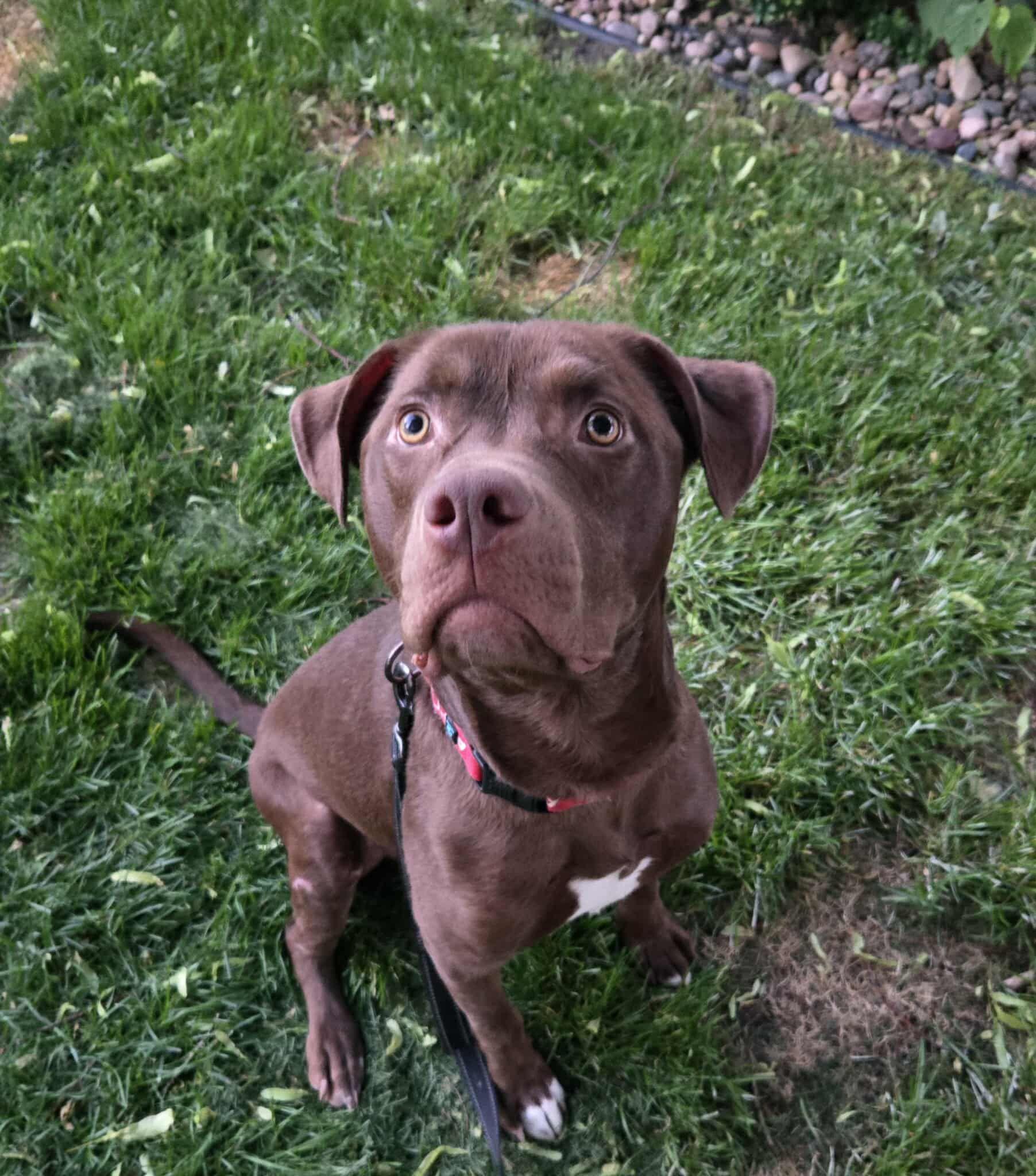 Hennessy, a Adoptable Chocolate Labrador Retriever in Grand Island, NE image 2/3