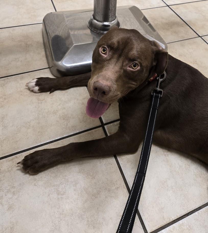 Hennessy, a Adoptable Chocolate Labrador Retriever in Grand Island, NE image 3/3