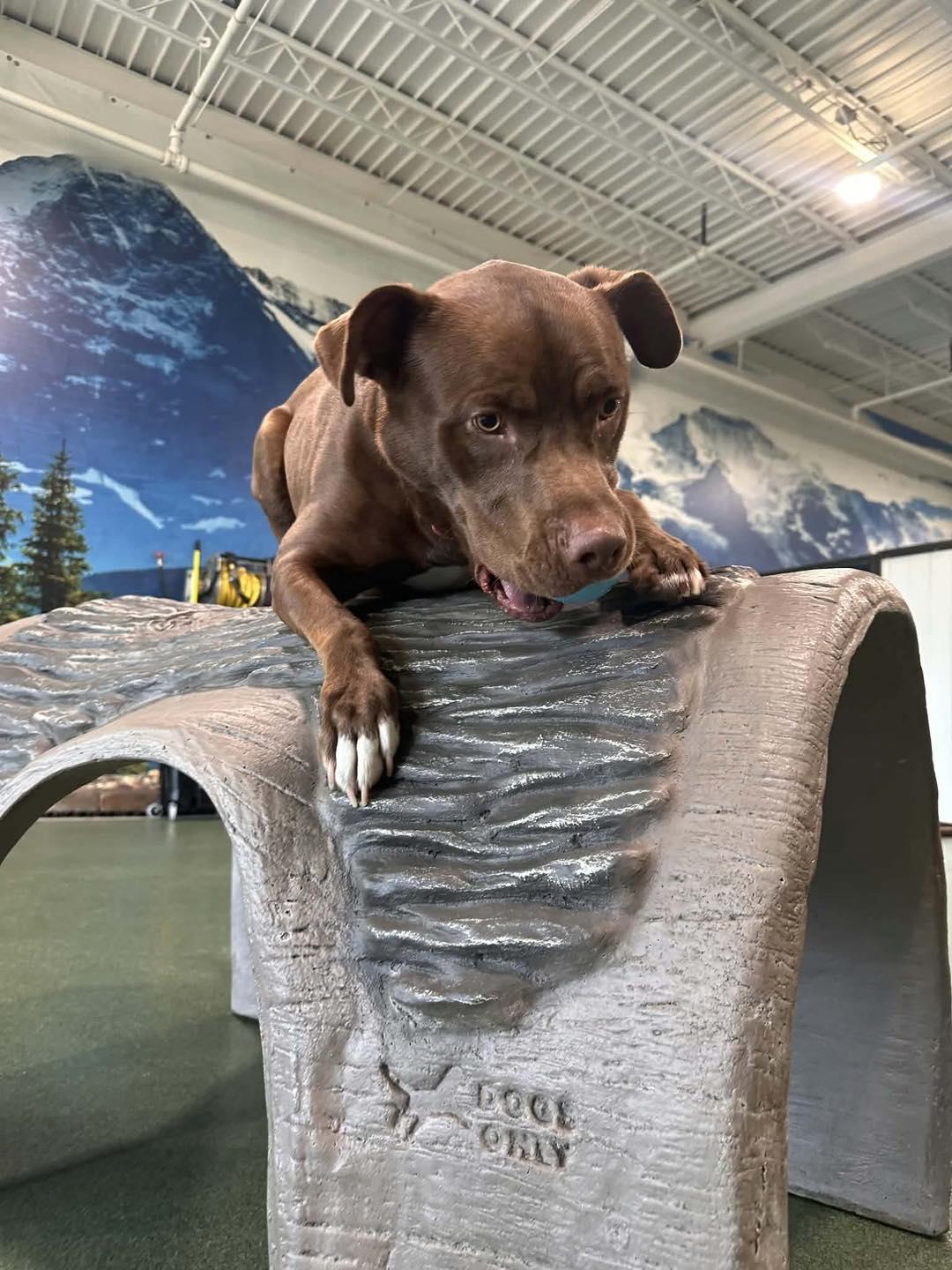 Enlarge Hennessy, a Adoptable mixed breed in Grand Island, NE image 2/5