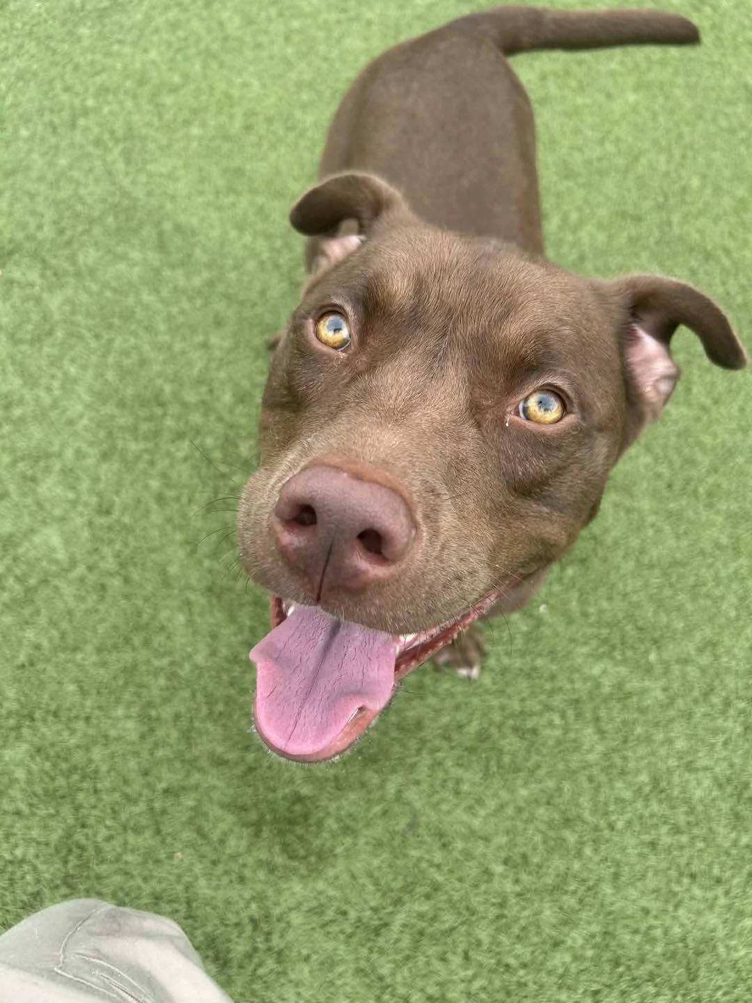 Hennessy, Adoptable, Young Male Chocolate Labrador Retriever.