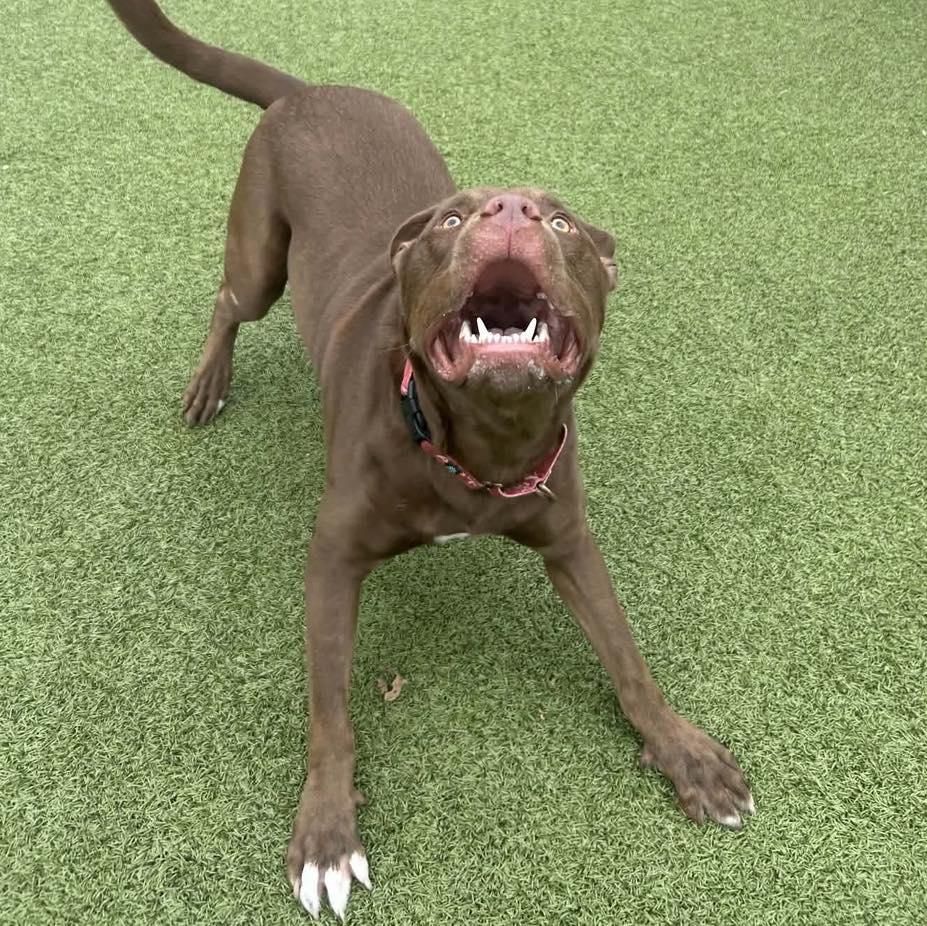 Enlarge Hennessy, a Adoptable mixed breed in Grand Island, NE image 5/5