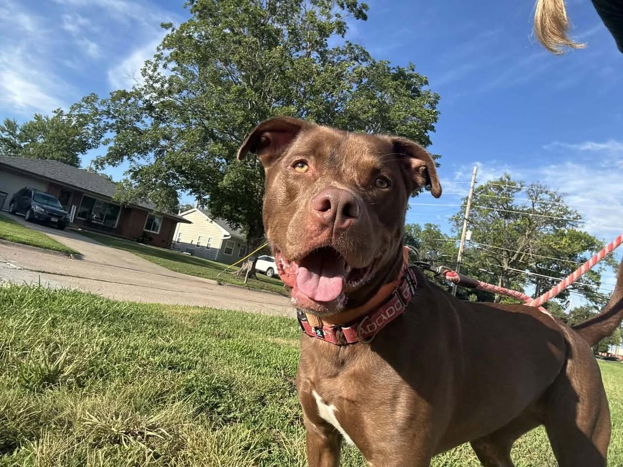 Enlarge Hennessy, a Adoptable mixed breed in Grand Island, NE image 4/5