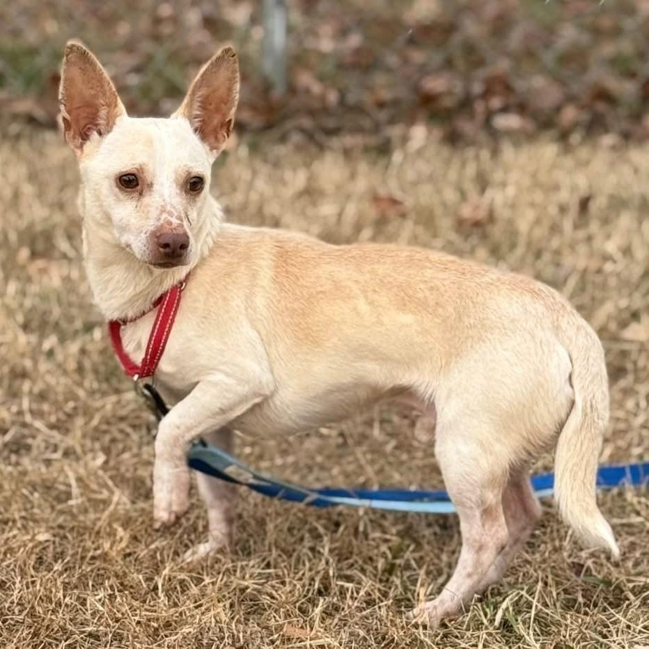 Shrimp, Adoptable, Adult Male Mixed Breed.
