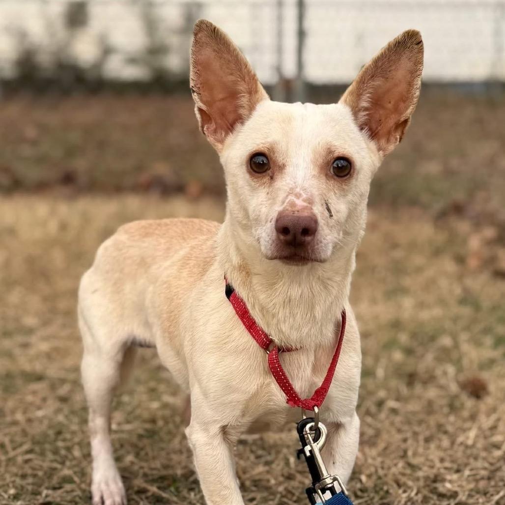 Enlarge Shrimp, a Adoptable Mixed Breed in Fredericksburg, VA image 2/4