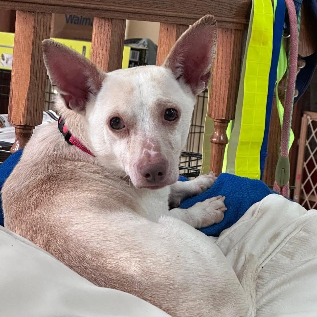 Shrimp, Adoptable, Adult Male Mixed Breed.